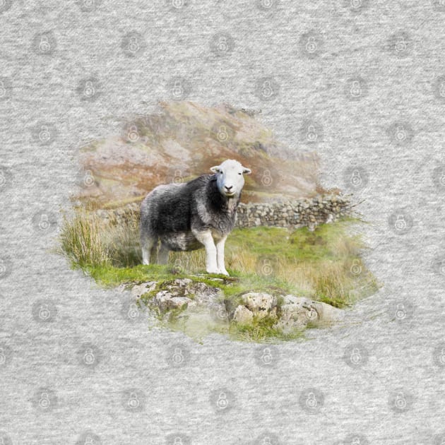 Herdwick Sheep Watercolour Photo by Jane Stanley Photography